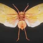 Cicada 7