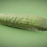 Cucumber