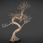Dead Bonsai Tree 8