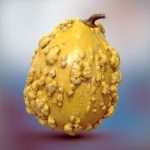 Decorative Squash / Gourd