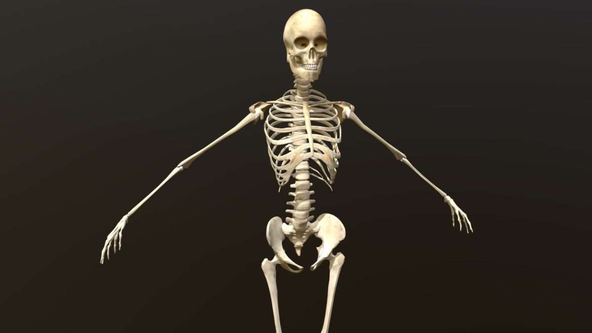 female skeleton.thumb