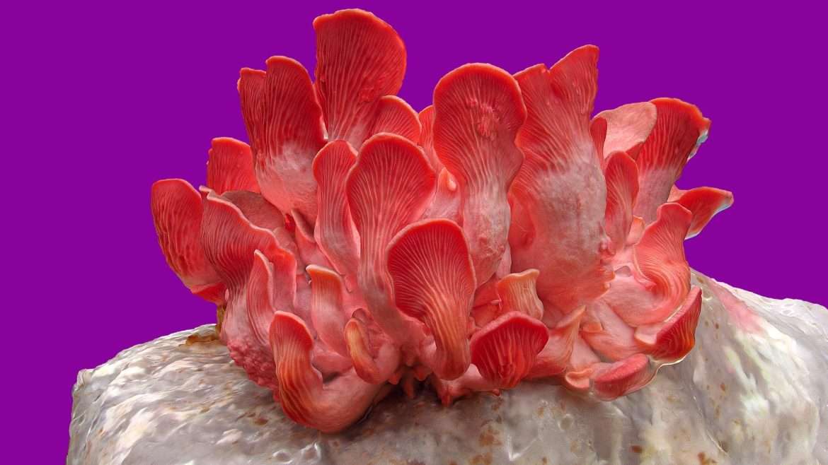 flamingo pink oyster mushroom growing kit.thumb