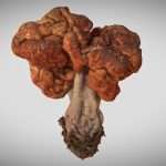 Gyromitra esculenta, beefsteak mushroom, morel