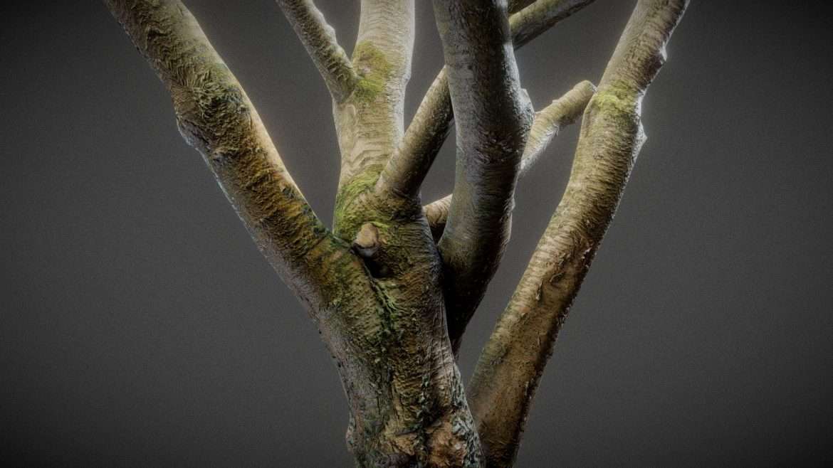 intense tree.thumb