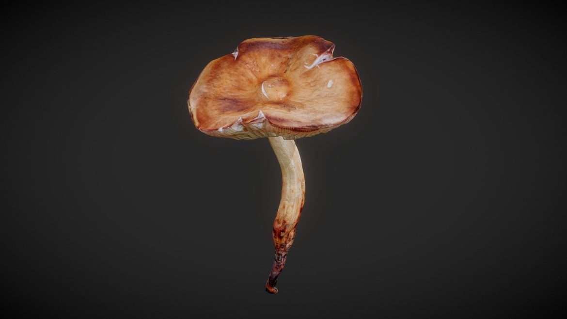 mushroom 02.thumb