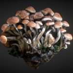 Mushroom strain