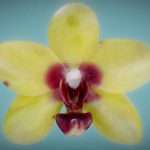 Orchid 6