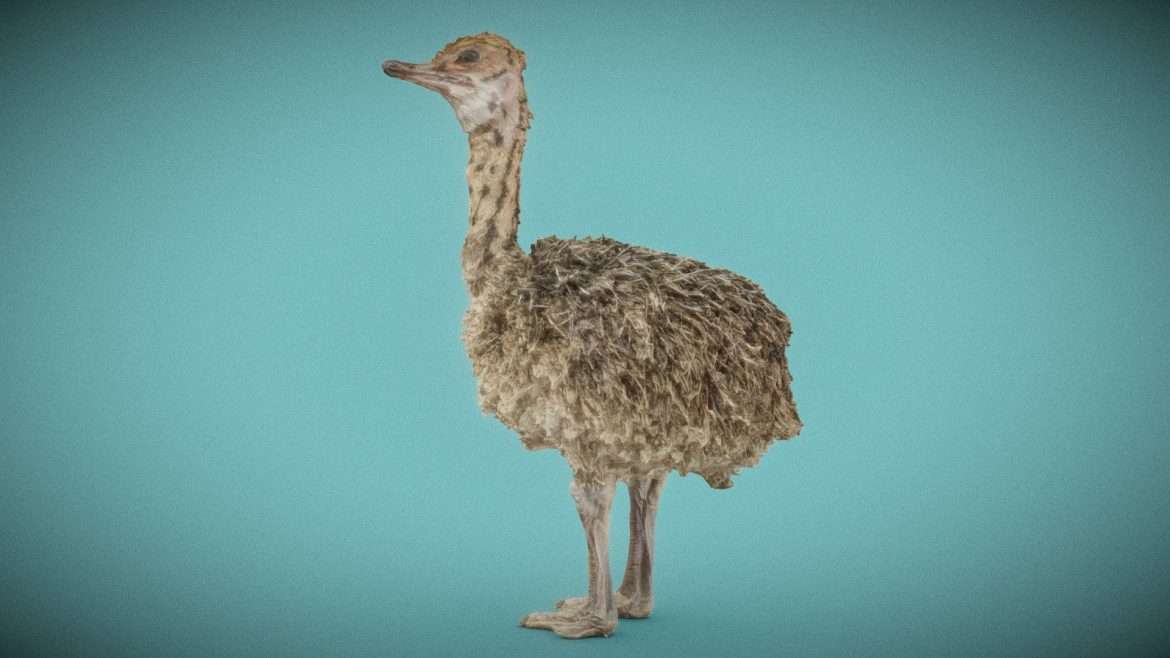 ostrich baby.thumb