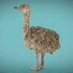 Ostrich Baby