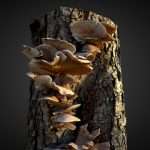Oyster Mushroom / Fungi