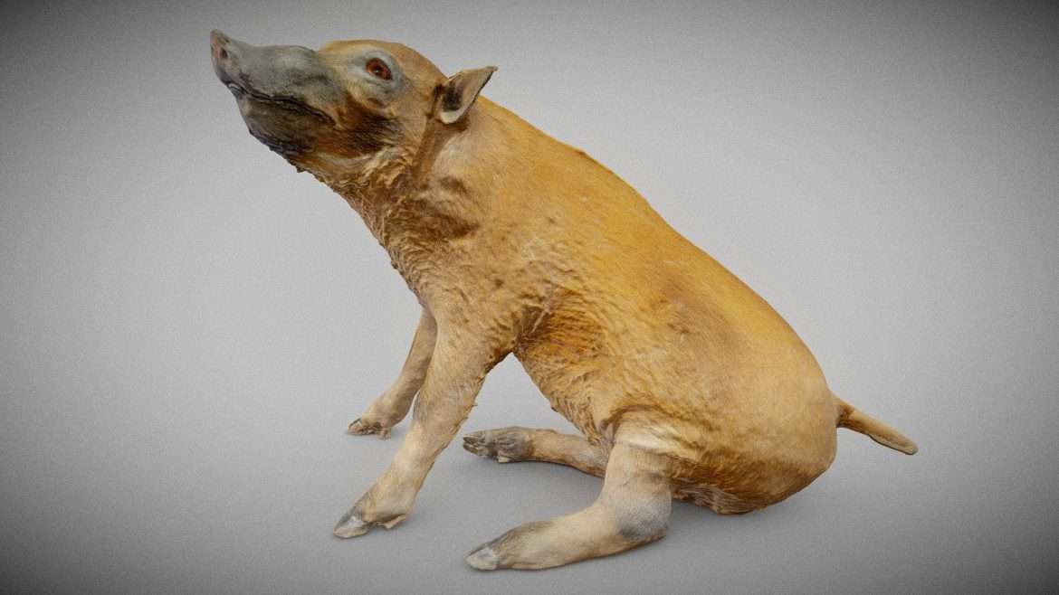 penseelzwijntje.thumb