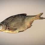 photo realistic low poly scanned big dried Fish