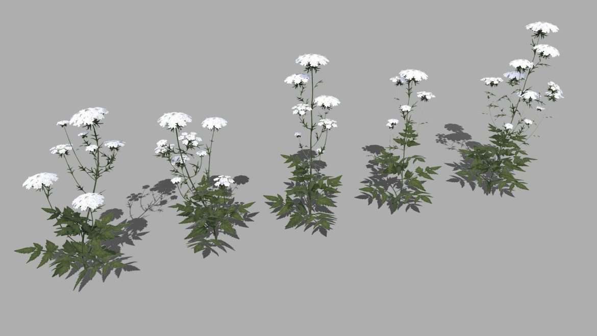 queen anne lace.thumb