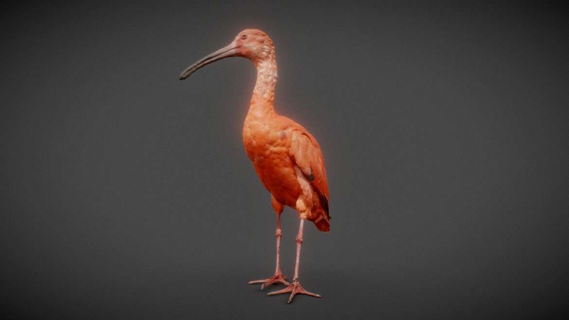 red ibis.thumb