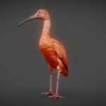 Red Ibis