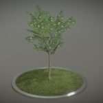 Rowan Tree – Sorbus-Aucuparia – 4m – Spring