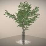 Rowan with Tree Guards and Tree Grille