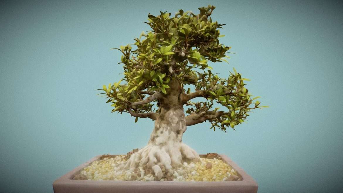 satsuki kinsai 1.thumb 3