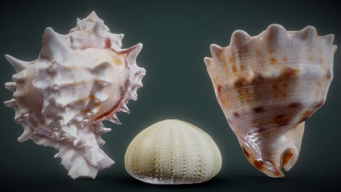 shell collection.thumb 1