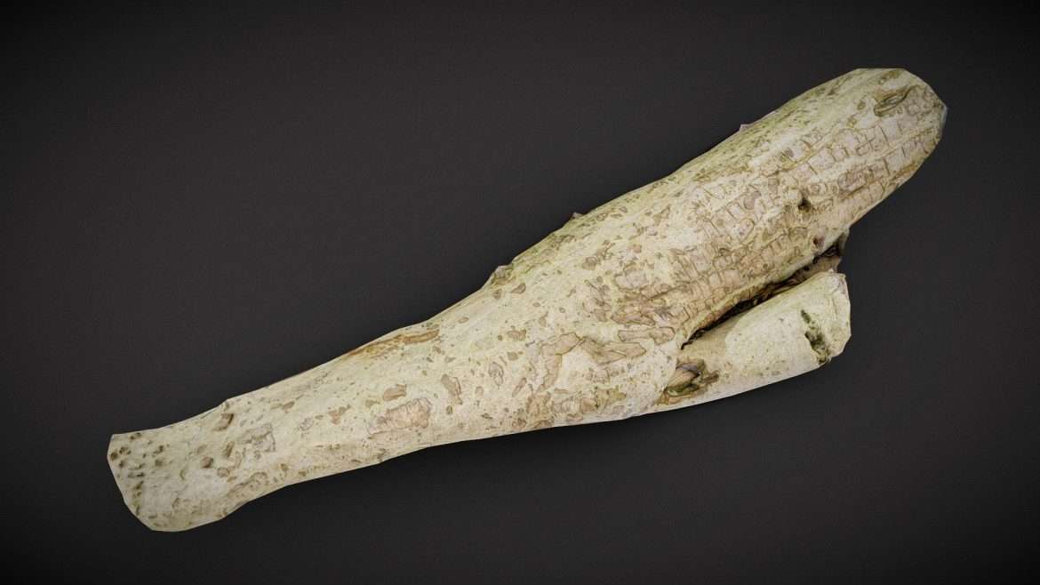 small branch.thumb 1