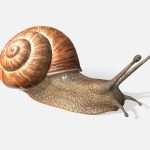Snail