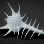 Spiky Shell