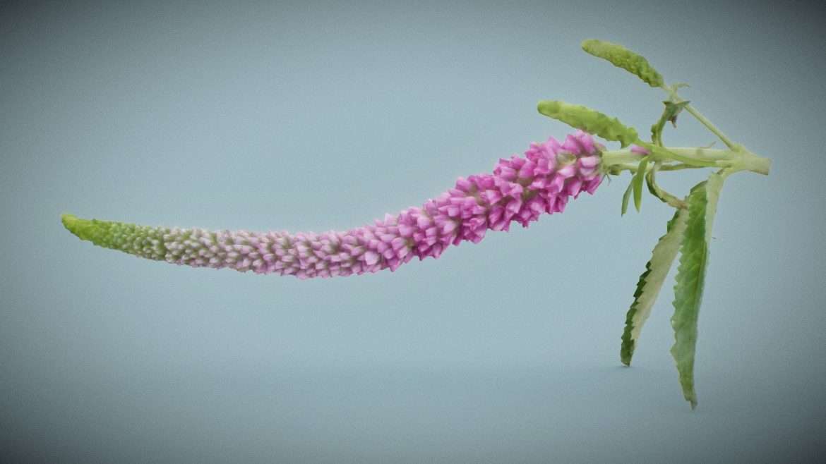 summer lilac buddleja davidii butterfly bush.thumb
