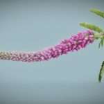Summer Lilac Buddleja Davidii Butterfly Bush