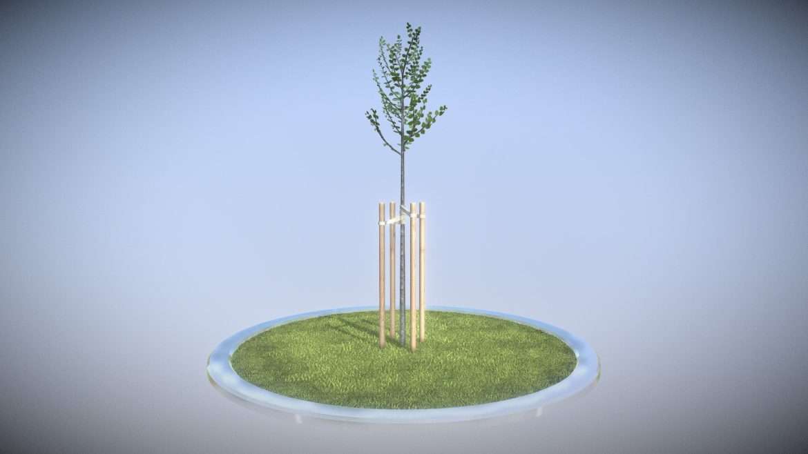 tilia tree 2 meters in spring season.thumb 1