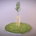 Tilia Tree 2 Meters in Summer Season