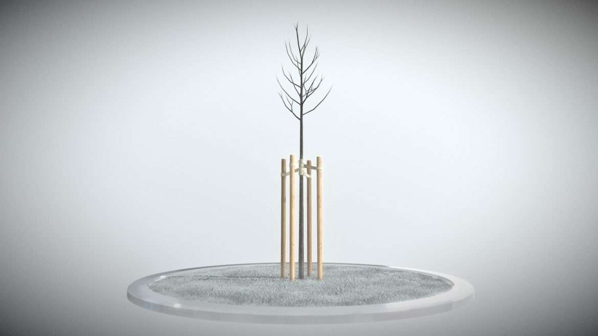 tilia tree 2 meters in winter season.thumb