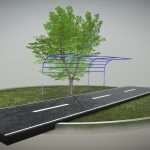 Tilia Tree – 6 Meter – Cropped Branches – Spring