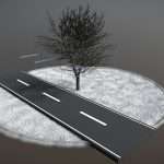 Tilia Tree – 6 Meter – Cropped Branches – Winter