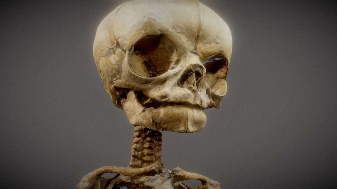 unborn human foetus.thumb