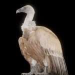Vulture