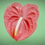 Winters Palette Anthurium Andraeanum Laceleaf