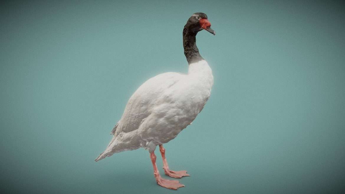 zwarthals zwaan.thumb