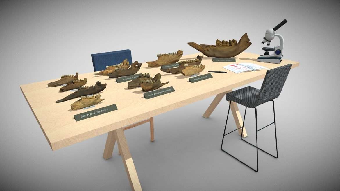 a range of megafauna fossils from australia.thumb 2
