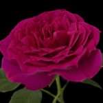 Anatomy of a miniature rose – Photogrammetry