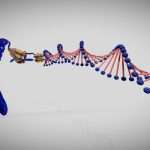 Chromosome structure