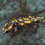 Fire Salamander With Terrain