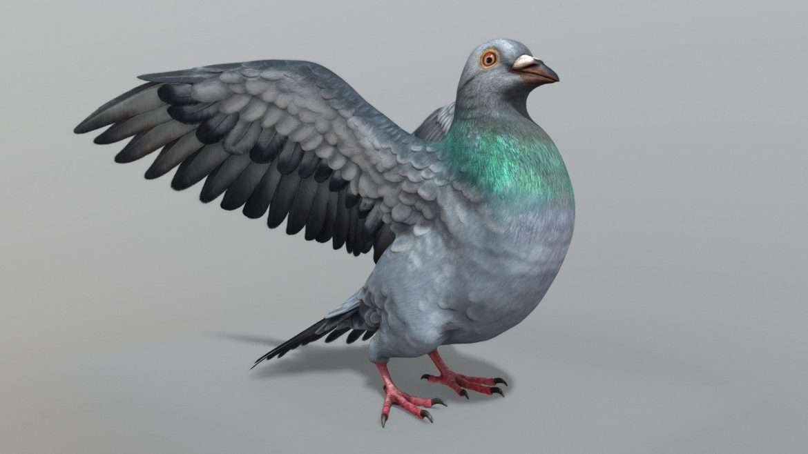 pigeon.thumb