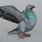 Pigeon