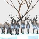 Reindeers