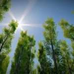 Long Trees Collection