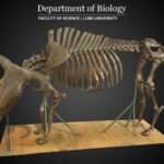 Aurochs (Bos primigenius)