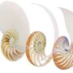 Cross-sectioned Chambered Nautilus