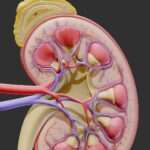 Human Kidney Anatomy Cross Section