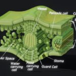 Leaf Cross Section Anatomy