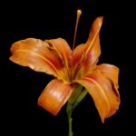 Orange day-lily